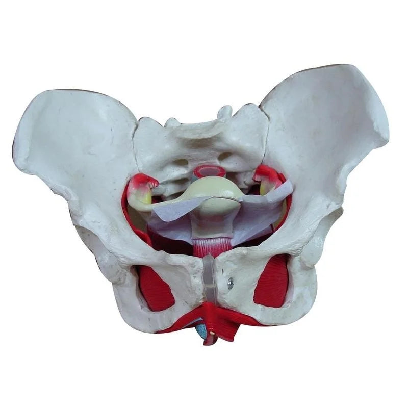 Removable Female Pelvis Pelvic Floor Muscle Anatomical Model Uterus Ovary Muscle Teaching Resources Educational Model Props