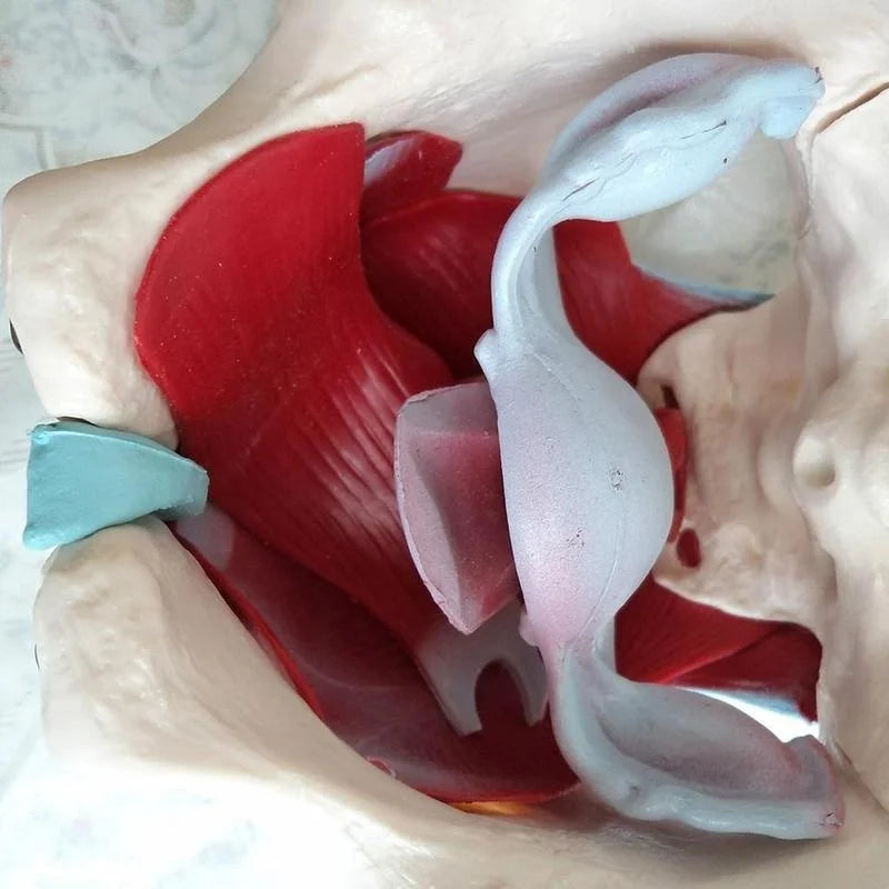 Modèle anatomique de muscles du plancher pelvien du bassin féminin amovible, ressources pédagogiques des muscles de l'utérus et des ovaires, accessoires de modèle éducatif