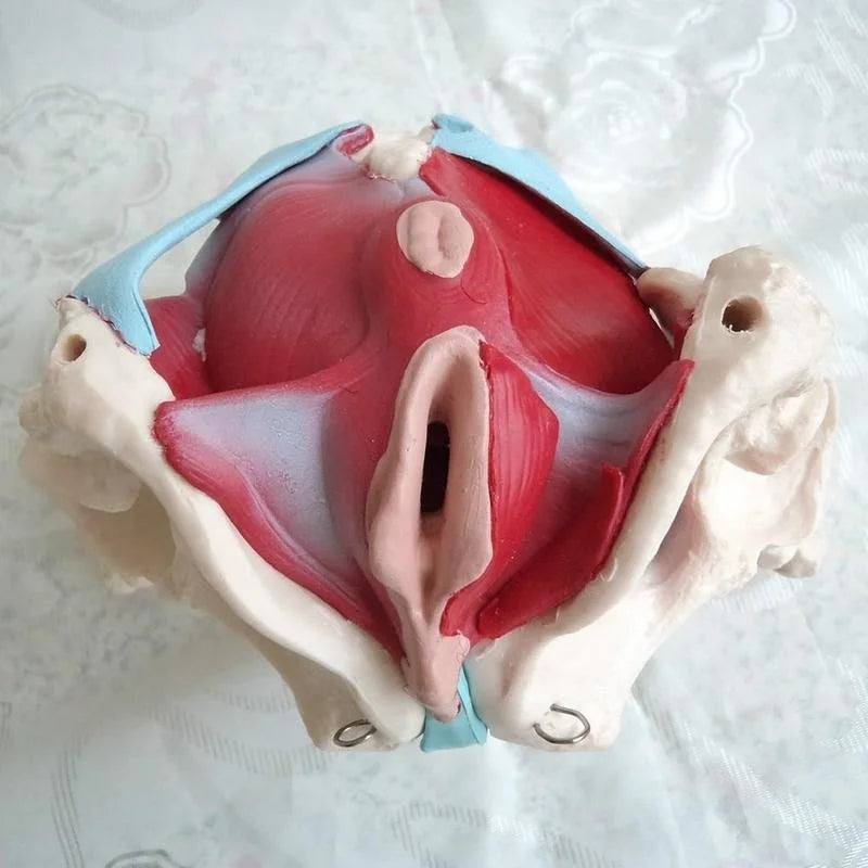 Modelo anatômico removível da pelve feminina, piso pélvico, músculo, útero, ovário, músculo, recursos de ensino, modelo educacional, adereços