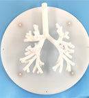 Bronchoscopy Training Model Bronchus Tracheal Model Grade 5 Branching Hard Material