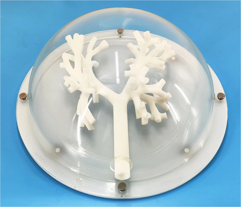 気管支鏡トレーニングモデル気管支気管モデルグレード 5 分岐硬質材料