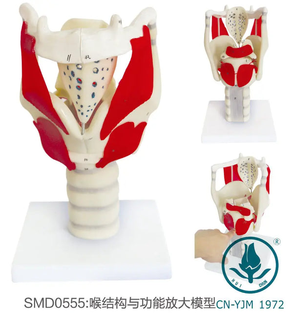 Laryngeal Anatomy Model Functionally Amplified Vocal Cord Vocalization Location Model