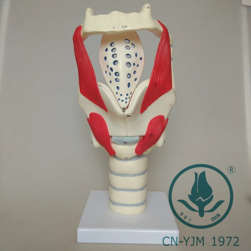 喉頭解剖モデル 機能的に増幅された声帯発声位置モデル
