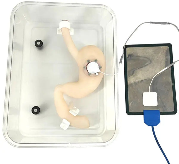 Gastroskopi eğitimi ESD cerrahi modeli endoskopik submukozal diseksiyon modeli