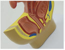시상 골반 해부학 모델 남성과 여성 남성 생식 기관 모델 생식 시스템 모델 의료 교육 용품
