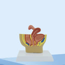 시상 골반 해부학 모델 남성과 여성 남성 생식 기관 모델 생식 시스템 모델 의료 교육 용품