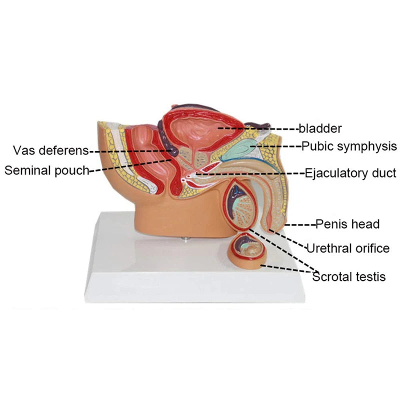 Erkek ve Kadın İçin Sagital Pelvis Anatomi Modeli, Erkek Üreme Organı Modeli, Kadın Üreme Sistemi Rahim Modeli