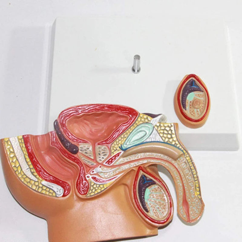 Modello anatomico del bacino sagittale per uomo e donna, modello di organo riproduttivo maschile, modello di utero del sistema riproduttivo femminile