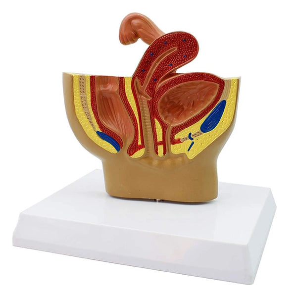 Modelo de anatomía de pelvis sagital para hombre y mujer, modelo de órgano reproductor masculino, modelo de útero del sistema reproductor femenino