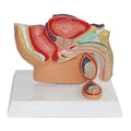 Sagittalt bäcken Anatomi modell för manliga och kvinnliga, manliga reproduktionsorganmodell, kvinnliga reproduktionssystem livmodermodell