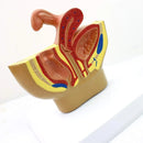 Sagittalt bäcken Anatomi modell för manliga och kvinnliga, manliga reproduktionsorganmodell, kvinnliga reproduktionssystem livmodermodell