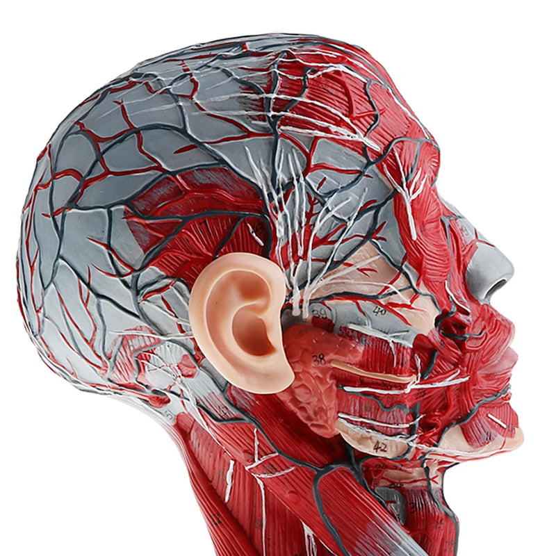 Sagittal Plane 1:1 Human Head Skeleton Neck Vessel Median Section Statue Nerve Arteries Veins Model Lab Supplies