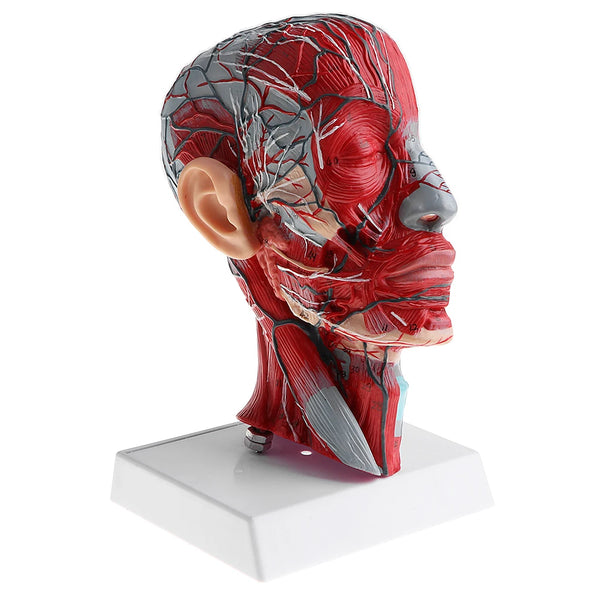 Plano sagital 1:1 cabeza humana esqueleto cuello vaso sección mediana estatua nervios arterias venas modelo suministros de laboratorio