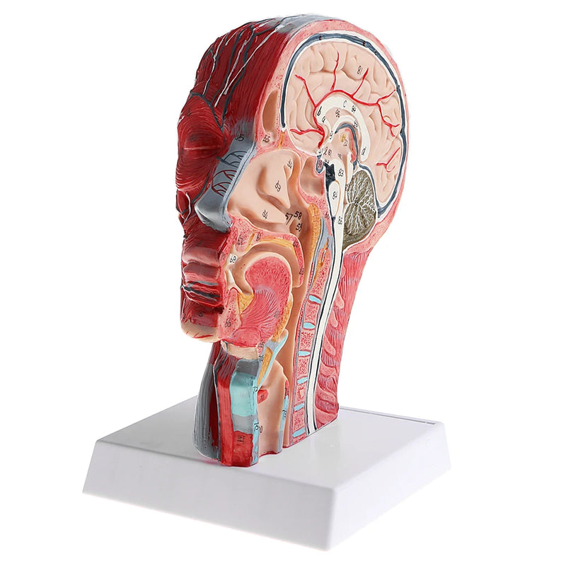 矢状面 1:1 人間の頭骨格首血管正中セクション像神経動脈静脈モデルラボ用品