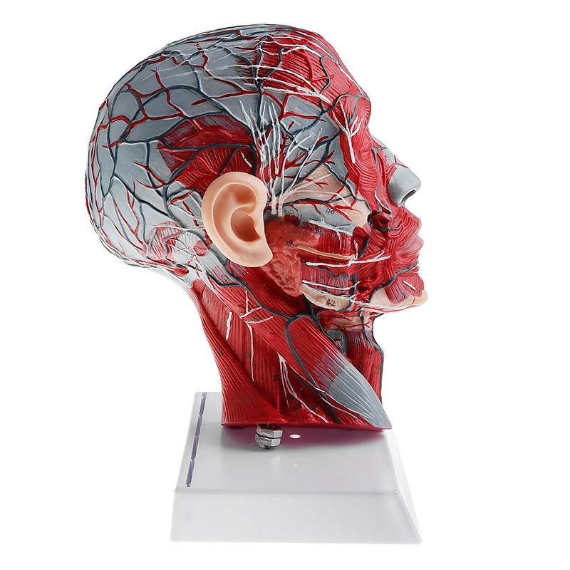 Sagittal Plane 1:1 Human Head Skeleton Neck Vessel Median Section Statue Nerve Arteries Veins Model Lab Supplies