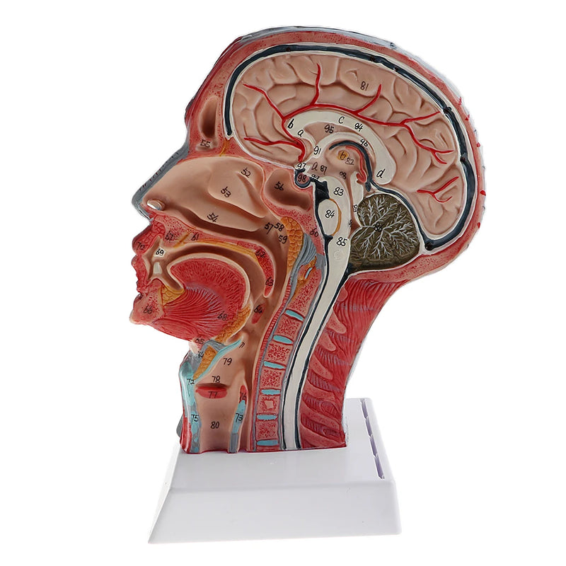 矢状面 1:1 人間の頭骨格首血管正中セクション像神経動脈静脈モデルラボ用品