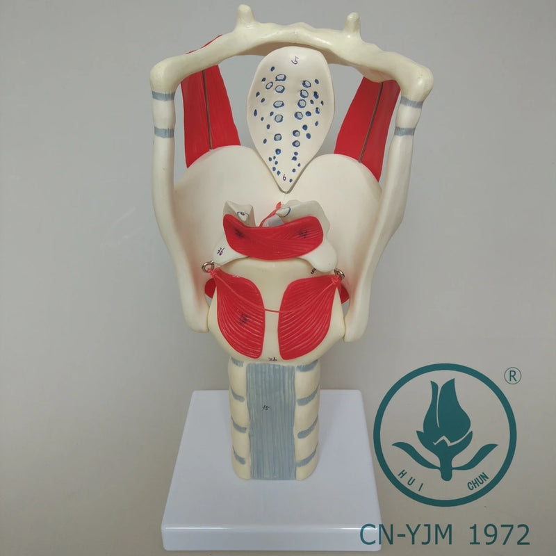 Модель анатомії гортані. Модель розташування вокалізації функціонального підсилення голосових зв’язок