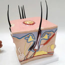 Model kulit kepala rambut rontok transplantasi rambut peradangan folikel rambut saraf kapiler model pengajaran