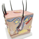 Model kulit kepala rambut rontok transplantasi rambut peradangan folikel rambut saraf kapiler model pengajaran