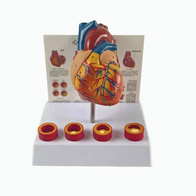 Simulation Removable Anatomical Human Life Size Heart Cardiovascular ...