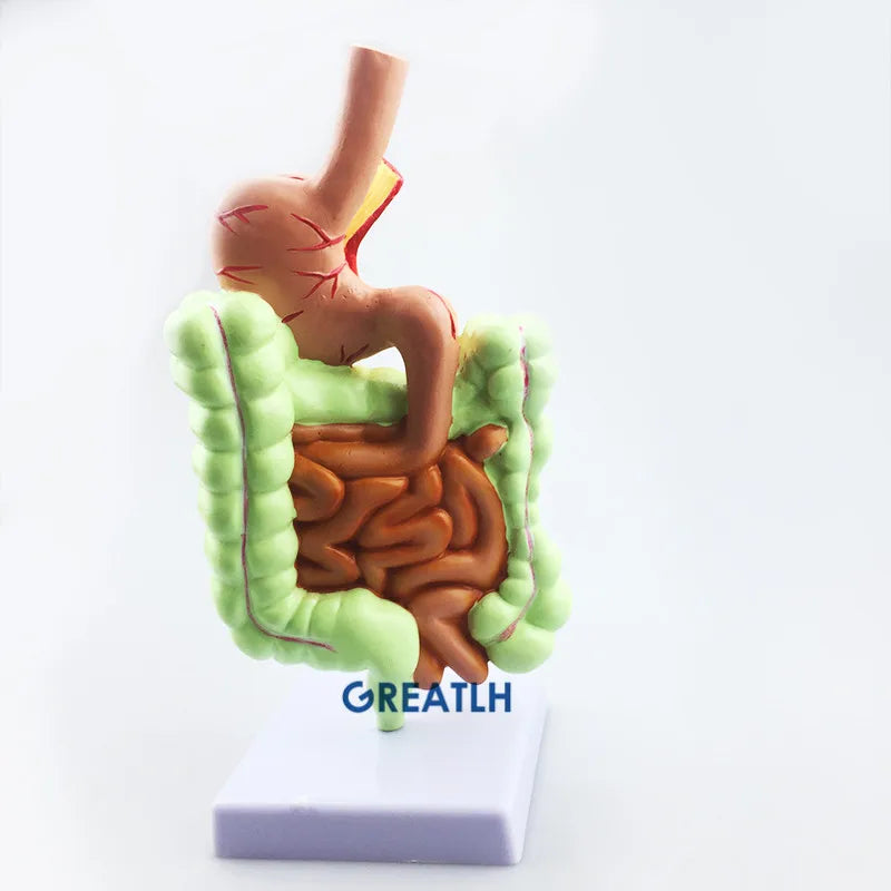 Modelo de anatomía rectal del intestino grueso del estómago, modelo de enseñanza del sistema digestivo humano