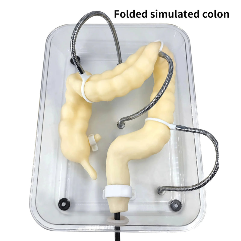 Surgery/Medical Colon Model Colonoscopy Training Model Soft Virtual Colonoscopy Training Model