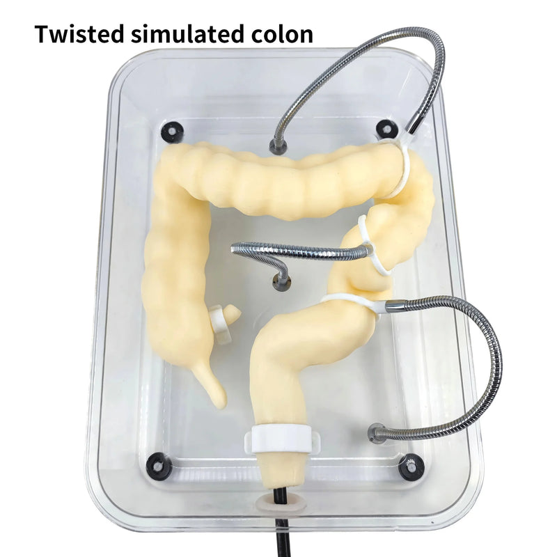 Modelo de colon quirúrgico/médico Modelo de entrenamiento de colonoscopia Modelo de entrenamiento de colonoscopia virtual suave
