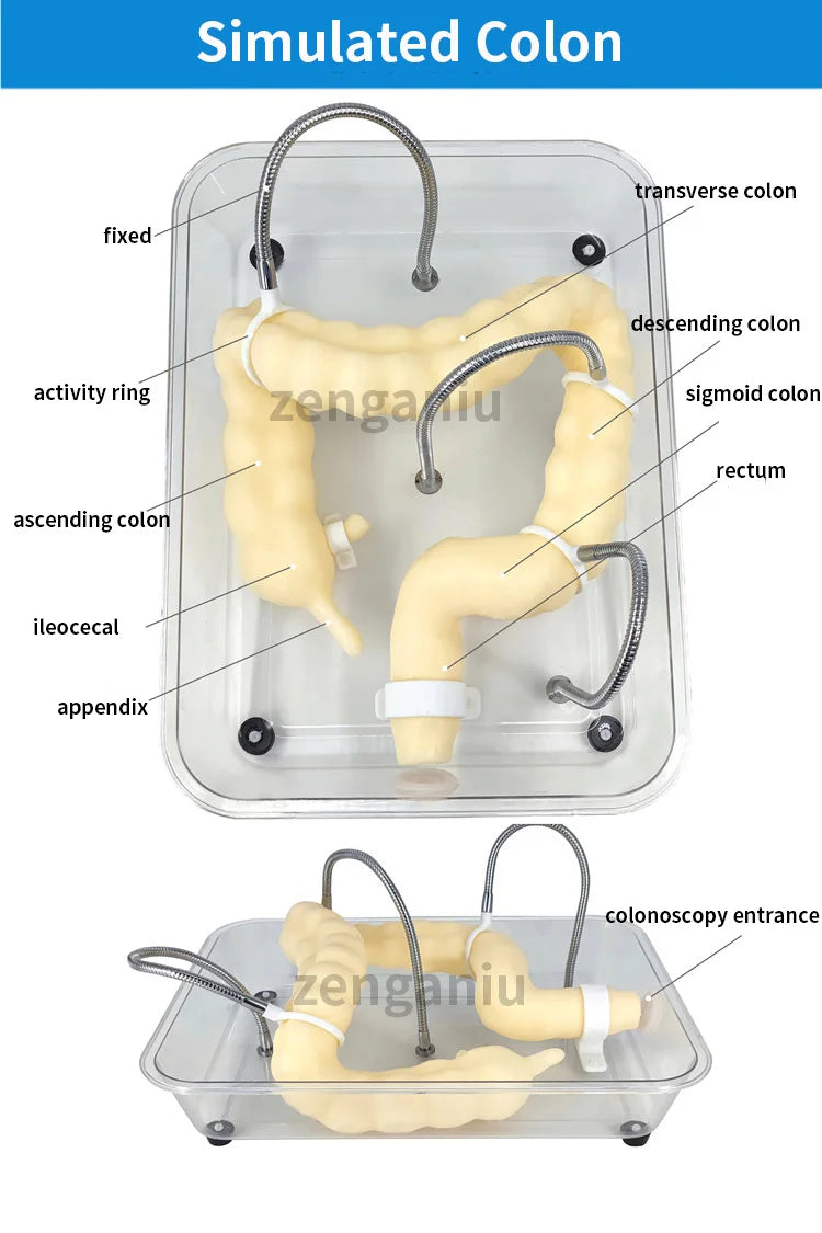 Modèle de formation en coloscopie chirurgicale/médicale du côlon, modèle de formation en coloscopie virtuelle souple