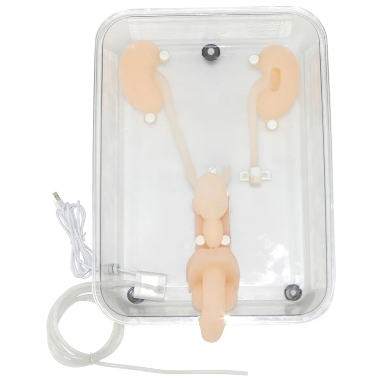 Ureteroscopy simulation training model Urinary organ structure model silicone kidney model