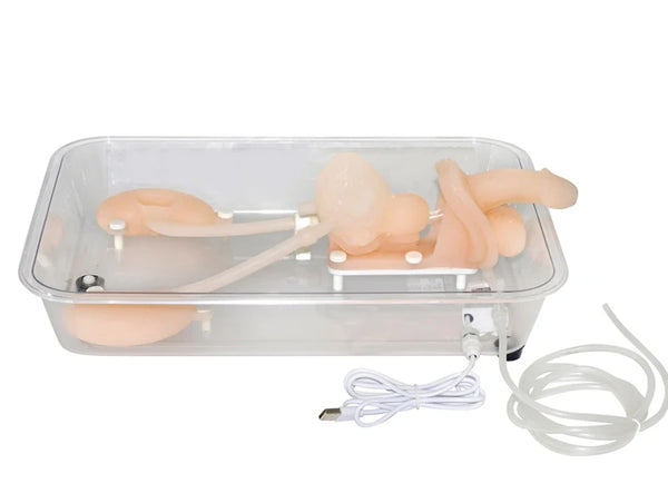 Modelo de entrenamiento de simulación de ureteroscopia modelo de estructura de órgano urinario modelo de riñón de silicona