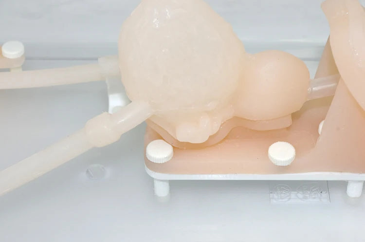 Model latihan simulasi ureteroskopi Model struktur organ kencing Model buah pinggang silikon