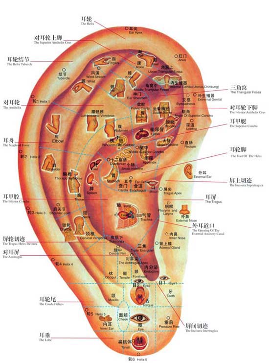 Carian titik akupunktur auricular. Pen pengesanan telinga. Carian Acupoint Telinga. untuk telinga auriculoterapi anting-anting acupressure