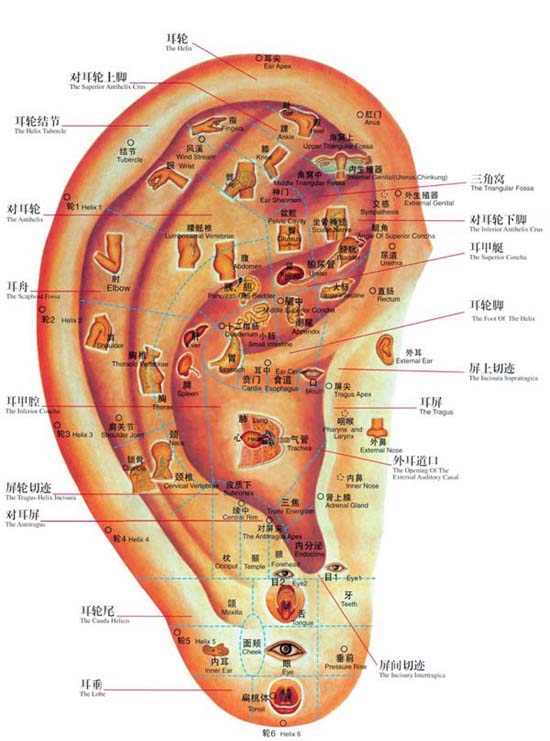 Multi Point In Ear Auricular Acupuncture Point Search. Ear Detection Pen. Ear Acupoint Se
